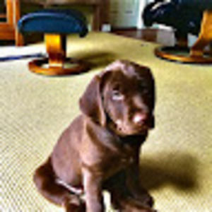 Meet your Posher, Hadley